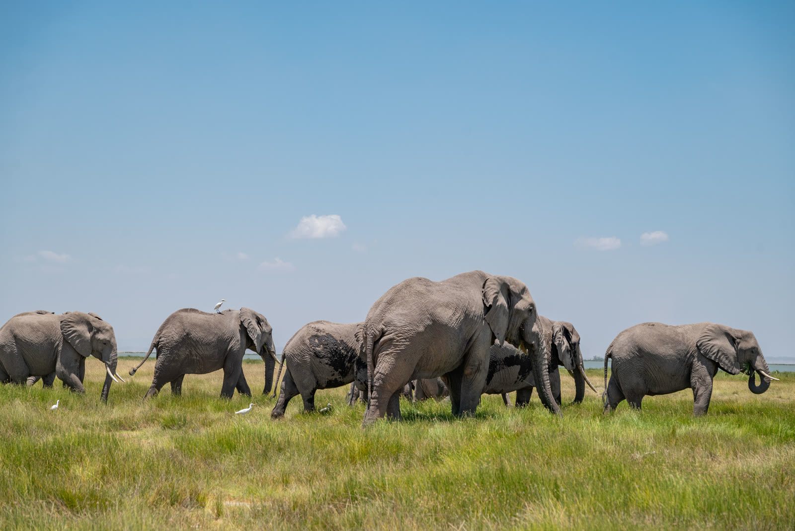 Amboseli Field Photography